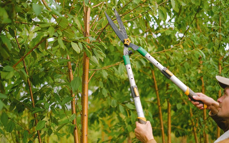 Tree trimming in Moses Lake, WA